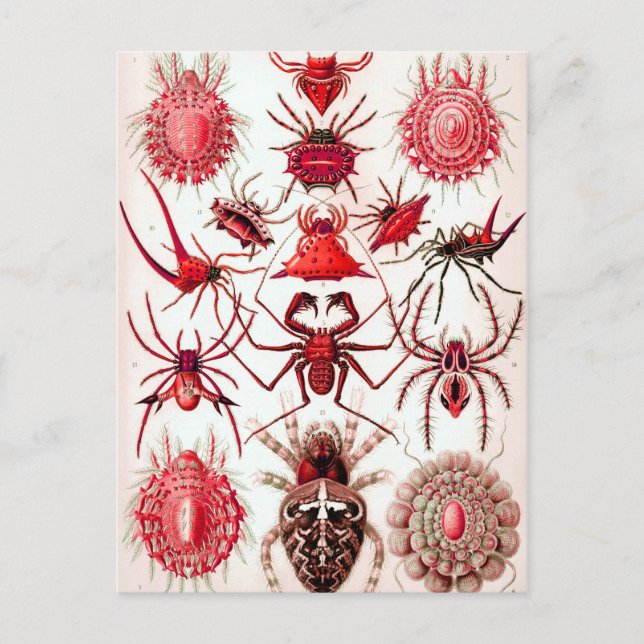 Cartão Postal Cartão-postal de rastreadores Web (Frente)