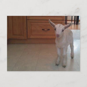 Cartão Postal Cartão-postal de recém-nascidos