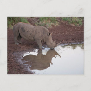 Cartão Postal Cartão-postal de Reflexão Rhino