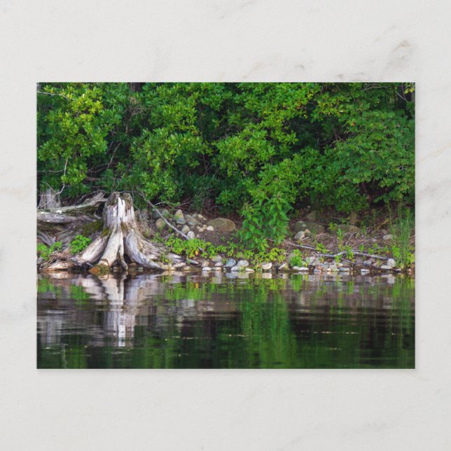 Cartão Postal Cartão-postal de reflexões verdes (Frente)