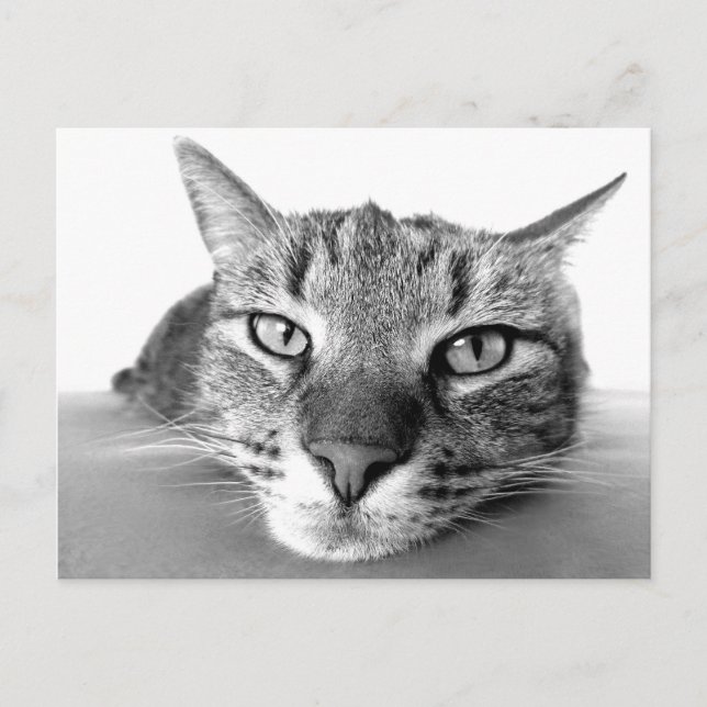 Cartão Postal Cartão-postal de refrigeração (Frente)