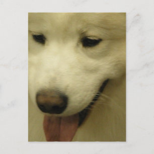 Cartão Postal Cartão-postal de Resgate da Samoyed
