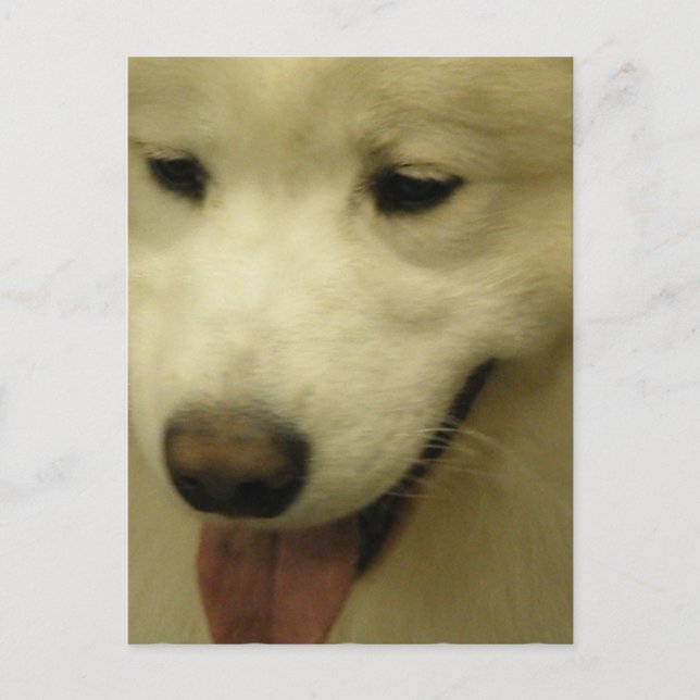 Cartão Postal Cartão-postal de Resgate da Samoyed (Frente)