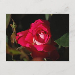 Cartão Postal Cartão-postal de Rosa brilhante cor-de-rosa