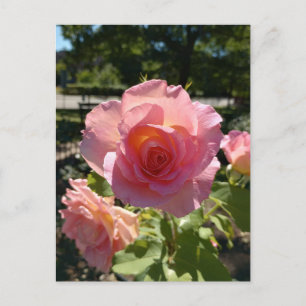 Cartão Postal Cartão-postal de Rosa de chá rosa radiante