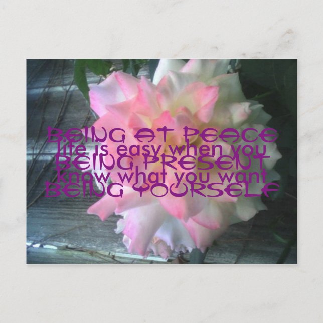 Cartão Postal Cartão-postal de Rosa de Paz (Frente)