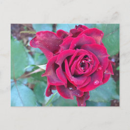 Cartão Postal Cartão-postal de Rosa no Quênia