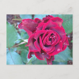 Cartão Postal Cartão-postal de Rosa no Quênia