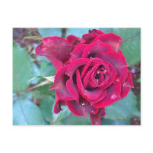 Cartão-postal de Rosa no Quênia