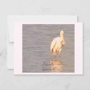 Cartão Postal Cartão-postal de Roseate Spoonbill