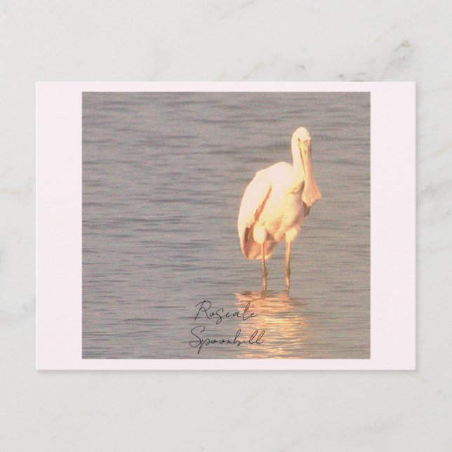 Cartão Postal Cartão-postal de Roseate Spoonbill (Frente)