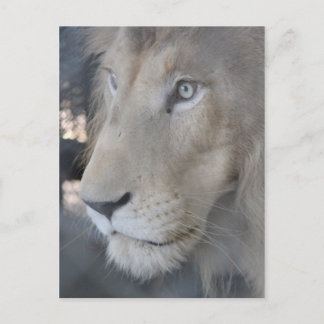 Cartão Postal Cartão-postal de rosto leão