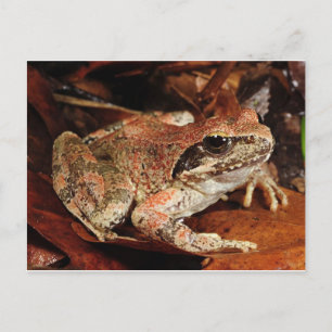 Cartão Postal Cartão-postal de sapo/Toad