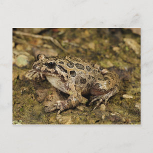 Cartão Postal Cartão-postal de sapo/Toad
