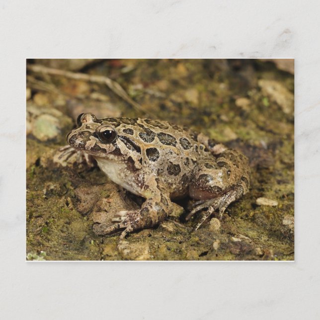 Cartão Postal Cartão-postal de sapo/Toad (Frente)