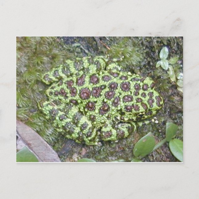 Cartão Postal Cartão-postal de sapo/Toad (Frente)