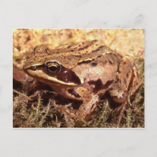 Cartão Postal Cartão-postal de sapo/Toad