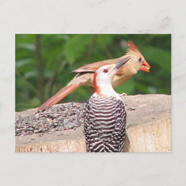 Cartão Postal Cartão-postal de Semente Compartilhada (Frente)