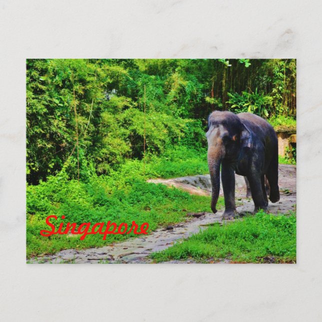 Cartão Postal Cartão-postal de Singapura (Frente)