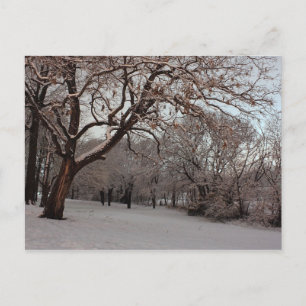 Cartão Postal Cartão-postal de Snowy Woods
