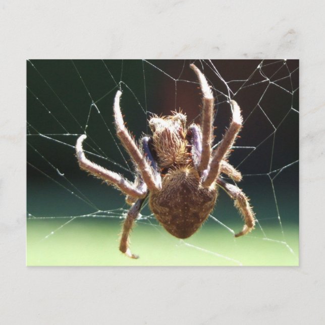 Cartão Postal Cartão-postal de Spider de Jarden Orb Weaver (Frente)