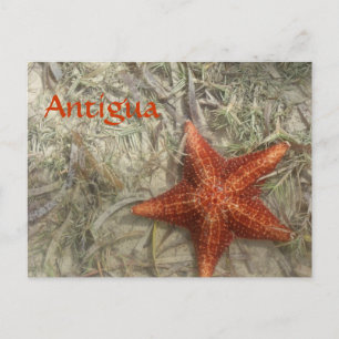 Cartão Postal Cartão-postal de Starfish