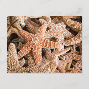 Cartão Postal Cartão-postal de Starfish Açúcar