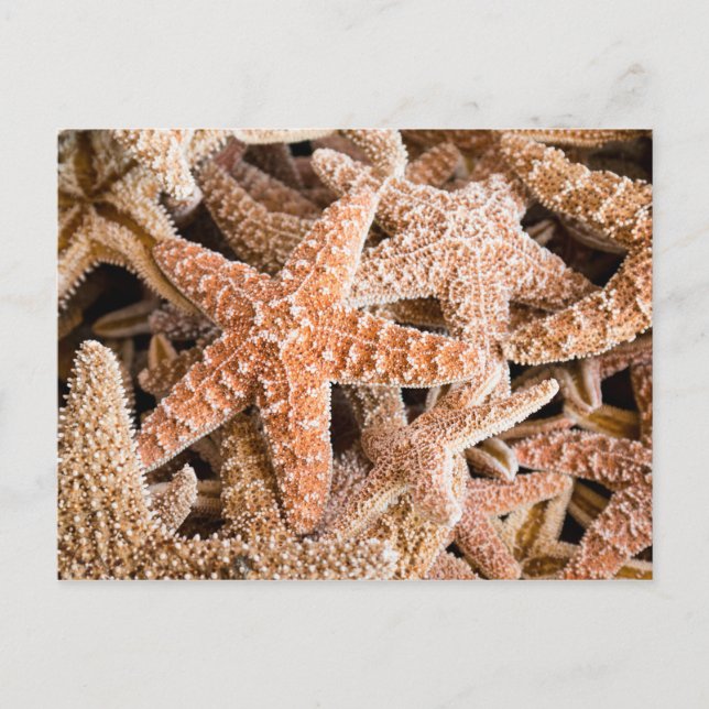 Cartão Postal Cartão-postal de Starfish Açúcar (Frente)