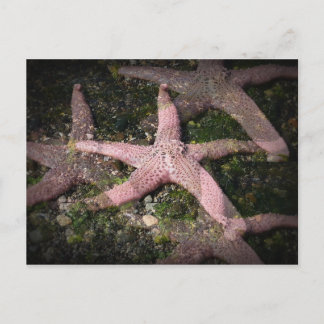 Cartão Postal Cartão-postal de Starfish Rosa
