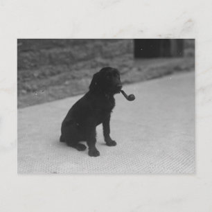 Cartão Postal Cartão-postal de Tabagismo de Cão-Foto Preto e Bra
