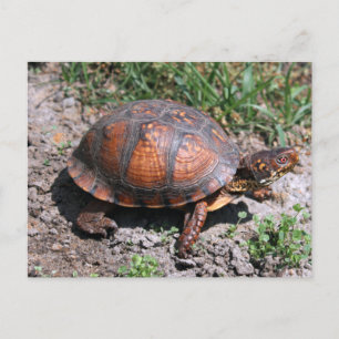 Cartão Postal Cartão-postal de Tartaruga de Caixa Oriental