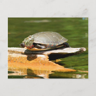 Cartão Postal Cartão-postal de tartaruga pintada