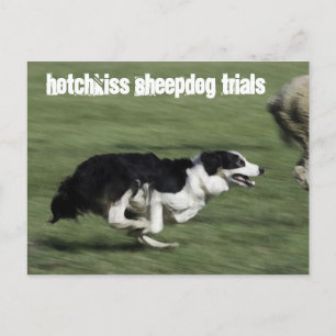 Cartão Postal Cartão-postal de testes de Sheepdog Hotchkiss