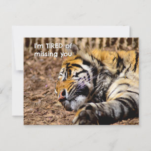 Cartão Postal Cartão-postal de Tigre Sonolento