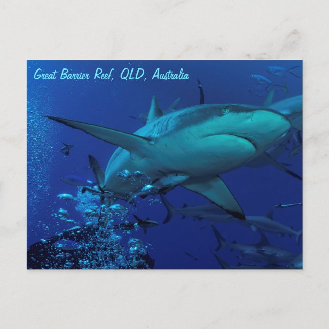 Cartão Postal Cartão-postal de Tubarão-recife de cinza (Frente)