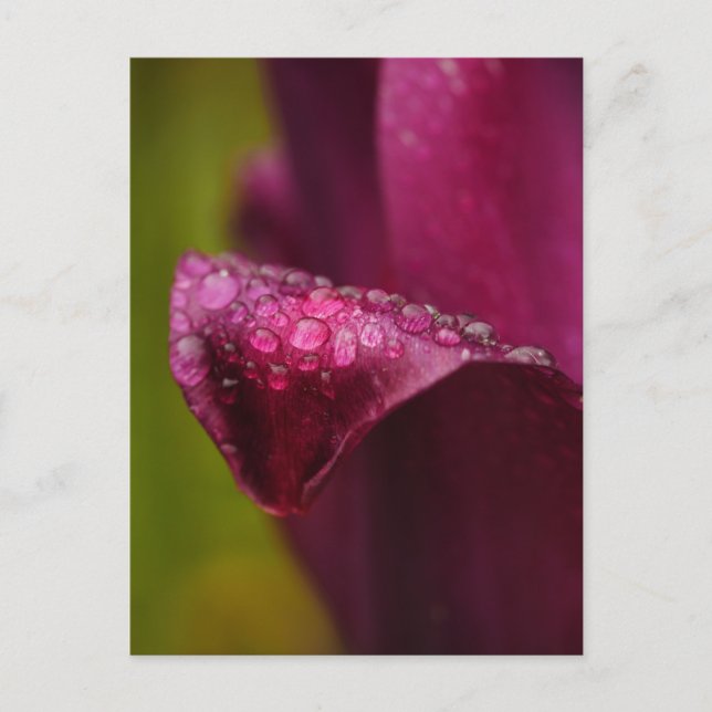 Cartão Postal Cartão-postal de Tulipa Roxo (Frente)