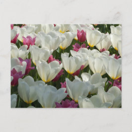 Cartão Postal Cartão-postal de Tulipas brancas e roxas