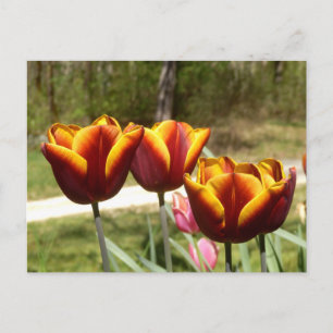Cartão Postal Cartão-postal de Tulipas Vermelhas e Amarelas
