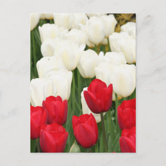 Cartão Postal Cartão-postal de Tulipas Vermelhas e Brancas