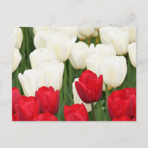 Cartão Postal Cartão-postal de Tulipas Vermelhas e Brancas