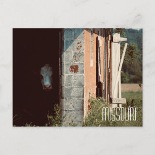 Cartão Postal Cartão-postal de Vaca do Missouri