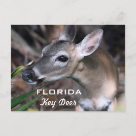 Cartão Postal Cartão-postal de veado da Florida, Versão A