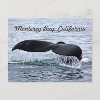 Cartão Postal Cartão-postal de vela de baleia de Monterey Bay