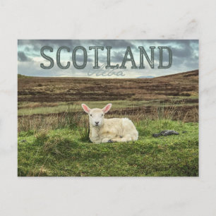 Cartão Postal Cartão-postal de Viagem cense de ovelha Scotland H