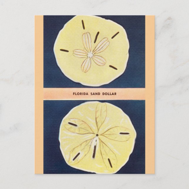 Cartão Postal Cartão-postal de Viagem de Dólar de Areia da Flóri (Frente)