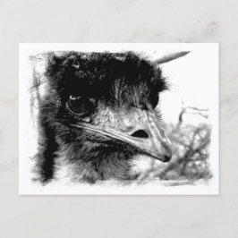 Cartão Postal Cartão-postal de vida selvagem em Emu australiano
