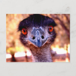 Cartão Postal Cartão-postal de vida selvagem em Emu australiano