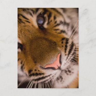 Cartão Postal Cartão-postal de Vista de Fechamento do Tigre
