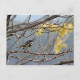 Cartão Postal Cartão-postal de Warbler Amarelo-Rumado