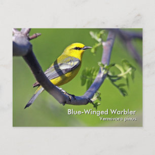 Cartão Postal Cartão-postal de Warbler de asa azul